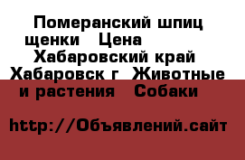 Померанский шпиц щенки › Цена ­ 15 000 - Хабаровский край, Хабаровск г. Животные и растения » Собаки   